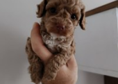 Toy  poodle 3 aylık